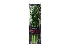 סלרי עלים סלרי עלים